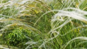 О чем поет степной ковыль. РЛП «Донецкий кряж»