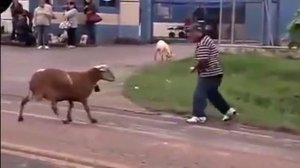 Дикий зверь нападает на человека