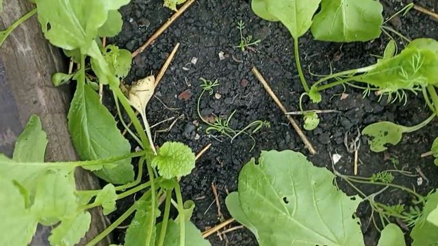 7 ноября! Редиска в теплице. смотреть онлайн