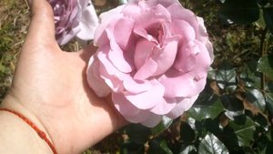 La Rose du Petit Prince/Роза "Маленький принц". Delbard. Июнь 2022 год.