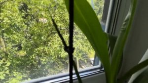 Листья желтые у Камбрии Беаллара в июне!