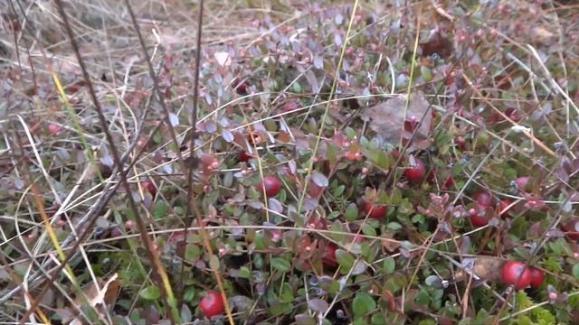 На клюквенном болоте 2019г смотреть онлайн