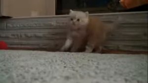 Танец маленьких котят