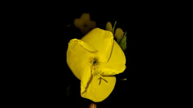 Энотера- Ночная свеча, или вечерняя примула смотреть онлайн