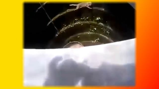 УДИВИТЕЛЬНЫЕ СПАСЕНИЯ! Дельфины и другие животные и птички.