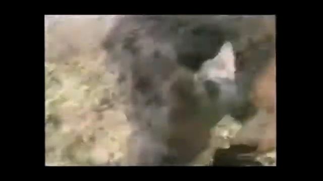 медведь Vs гарилла смотреть онлайн