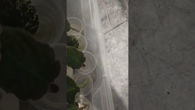 Три недели в воде, полет отличный смотреть онлайн