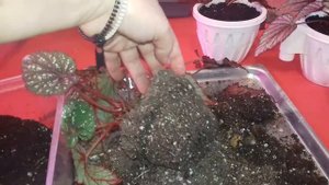 Как я омолаживаю декоративнолиственные бегонии , обзор .