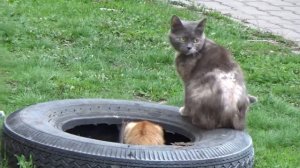 кошка воспитывает котят кошка ругает котят