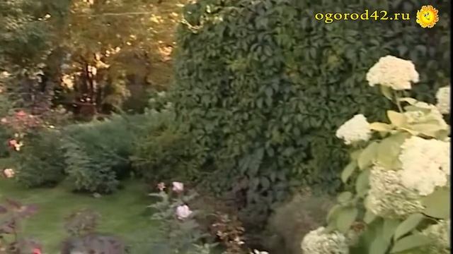 Потрясающе красивые гортензии и розы Риммы Копанцевой смотреть онлайн