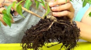 Бонсай из фикуса Бенджамина (ч.6).