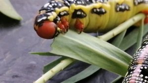 Бражник молочайный