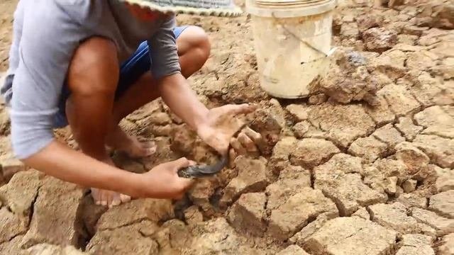 Unique Fishing | Man Catching Giant Catfish In Dry Season