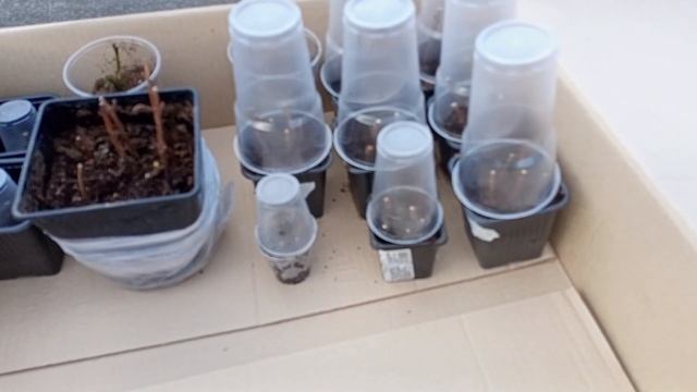 Долгожданная посылка с гортензией❤️? + мой птичий двор? смотреть онлайн