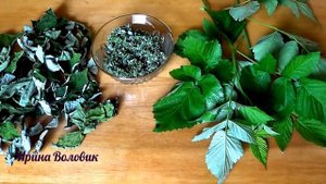 Лист малины даст вам силы.Бронхит,простуда и даже бесплодие.