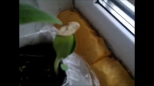 Прививки арбузов на тыкву через 5 дней - снимаю клипсы