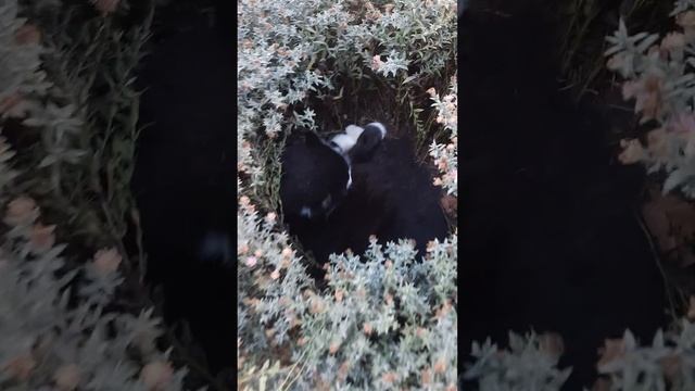 Боня в засаде смотреть онлайн