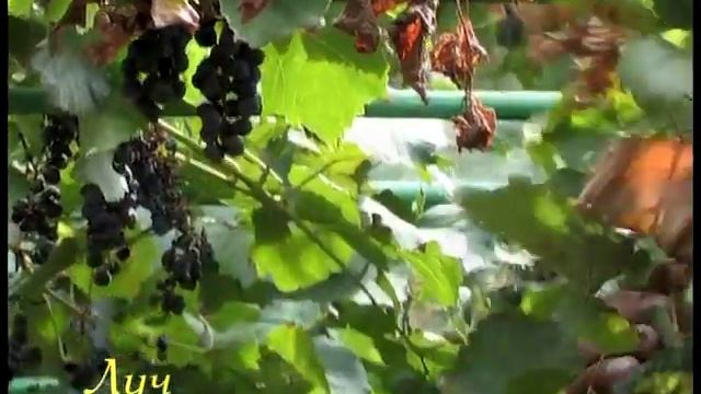 Осенняя обрезка неукрывного винограда. смотреть онлайн