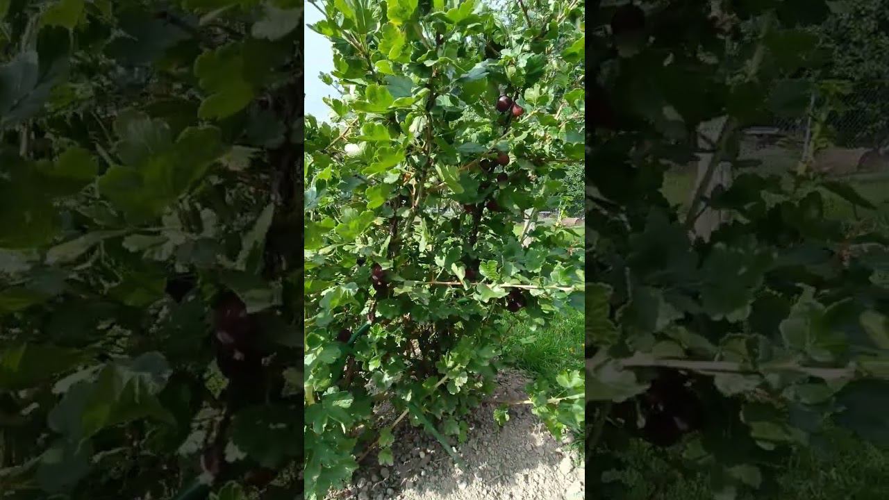 Куст крыжовника с ягодами. Урожай. Дача. Блог о саде. Влог.