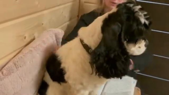 Американский кокер спаниель . смотреть онлайн