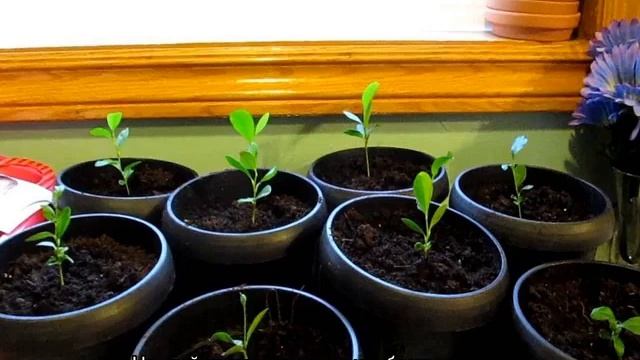 Как ухаживать за лимоном, растущим в домашних условиях в горшке смотреть онлайн