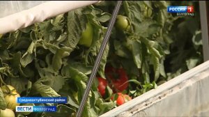 Урожай волгоградских помидоров ждут на столичных рынках