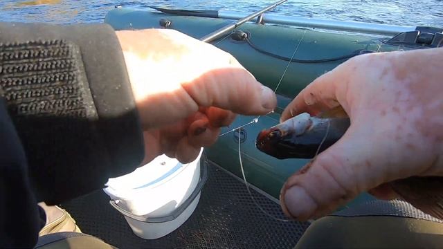 Хариус на реке, первые осеннии заморозки #Хариус #Осень #Река #Пороги #РыболовныйГид #ОтдыхКарелия смотреть онлайн