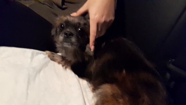 Чипа поехала в новую счастливую жизнь❤😊 смотреть онлайн