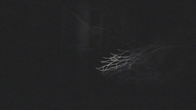 Уральская неясыть 1 Будка Уралэнсис