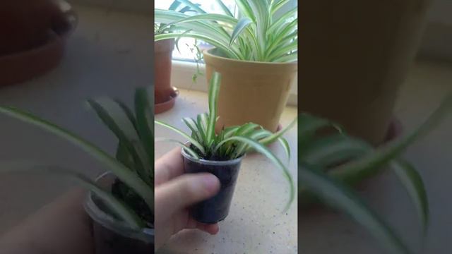 Упаковка моего хлорофитума)))ПРОДАЖА ХЛОРОФИТУМОВ🤩 смотреть онлайн