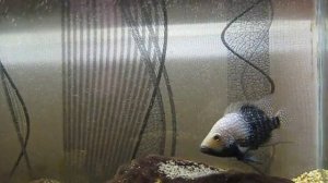 Бриллиантовая цихлазома  1