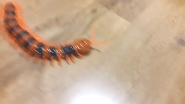 Гигантская сколопендра! Обзор новой игрушки Giant Skolopendra! Review Of A New Toy