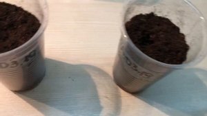 как вырастить фикус из ЛИСТА. Часть 1 / Grow a FICUS from a LEAF