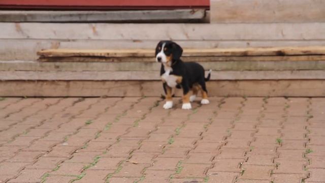 желтая ниточка.энтлебухер зенненхунд смотреть онлайн