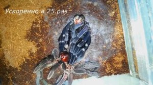 Линька паука птицееда ускоренная в 25 раз (вид Xenesthis immanis) / Tarantula molting