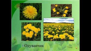 Первые весенние цветы Занятие для дошкольников