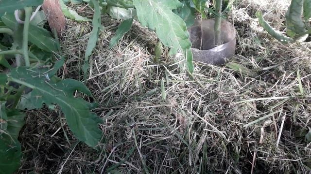 Мульчирование томатов 4 июня 2021 московская область смотреть онлайн