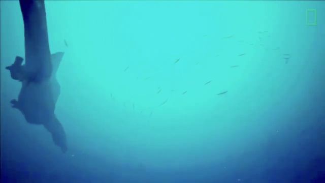 Новая реконструкция скелета Спинозавра 2020!☆Prehistoric Paleontology☆