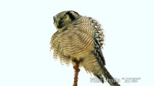 Сова ястребиная (Surnia ulula) - Northern hawk-owl