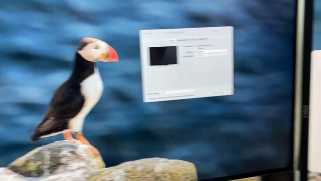 Mac mini M1 Big Sur display scaling issues when rotated смотреть онлайн