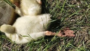 ГУСИ НА ДАЧЕ - ЭТО МОРЕ ЭМОЦИЙ !!!