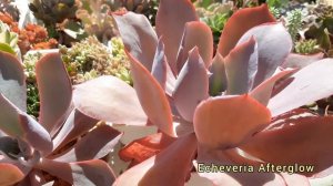 Echeveria Afterglow. Эхеверия Афтерглоу. Особенности вида.