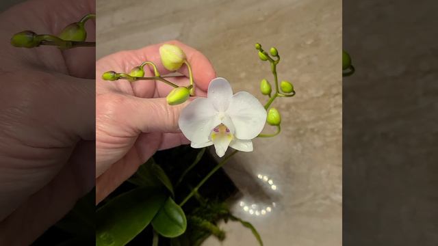 A wild Phaenopsis. Phalaenopsis aphrodite var. formosana смотреть онлайн