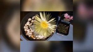 Astrophytum Myriostigma beautiful flower by Jen's Succulent Creations