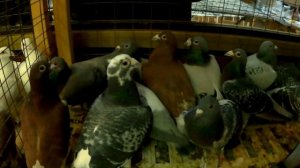 ВЫСТАВКА ГОЛУБЕЙ ЦСКА Москва 2020 ГОД