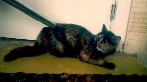 Почему кошки боятся пылесоса?