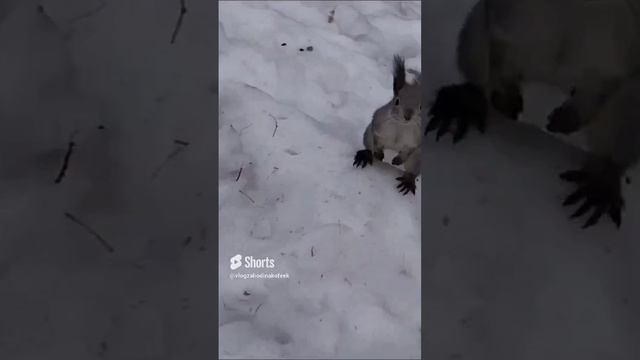 Белочки уже полиняли #shorts