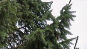 Желтоголовый королек и интересные факты о нем