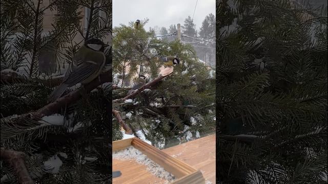 Милая птичка синичка?Cute bird titmouse?귀여운 새 팃?かわいい鳥のシジュウカラ смотреть онлайн