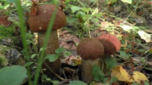 ВОЛШЕБНЫЙ САД! В брошенном яблочном саду ПОЛНО ГРИБОВ! По грибы в сад!